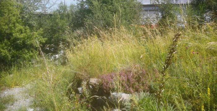 Ein Naturgarten in Mollis