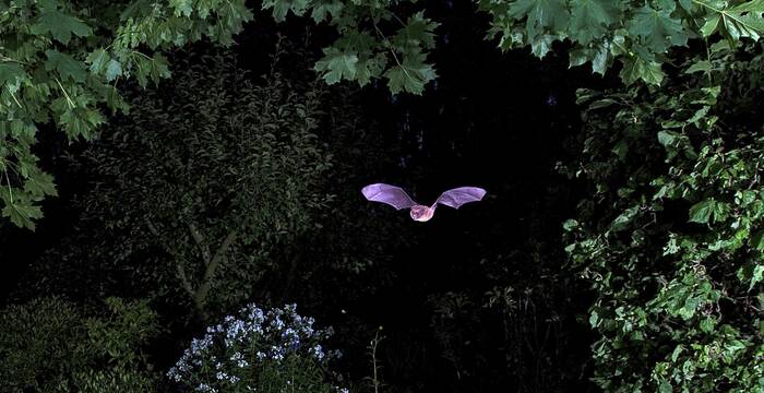 Fledermaus im Garten. Foto: imageBROKER.com/D. Mahlke