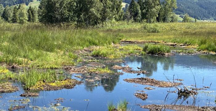 Trotz der Trockenheit erholen sich die Moorvegetation und die Torfmoose weiter. Wolfschachen, 28. Juli 2026. © Pro Natura, Bastien Amez-Droz