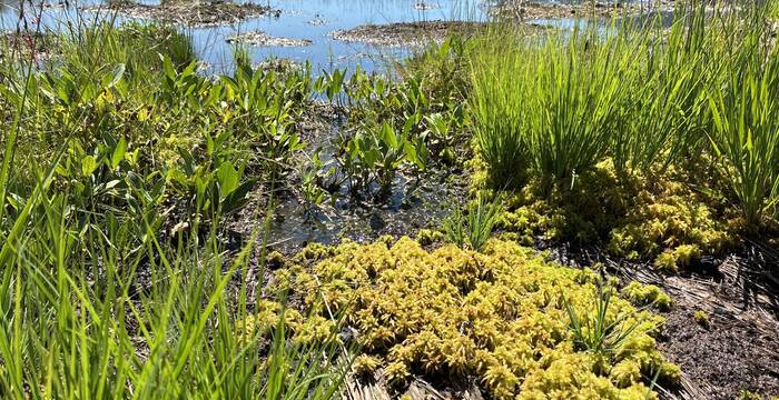Trotz der Trockenheit erholen sich die Moorvegetation und die Torfmoose weiter. Wolfschachen, 28. Juli 2026. © Pro Natura, Bastien Amez-Droz 