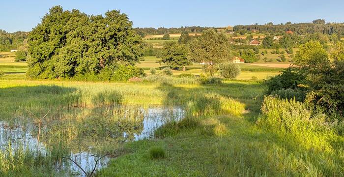 Weiherlandschaft im Ronfeld. Foto: Samuel Ehrenbold