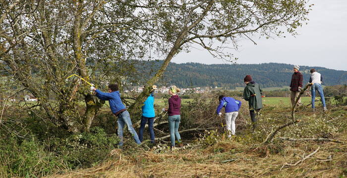 Arbeitseinsatz Jugend Baum 