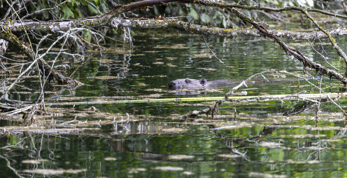 Biber Castor Jordenweiher BE