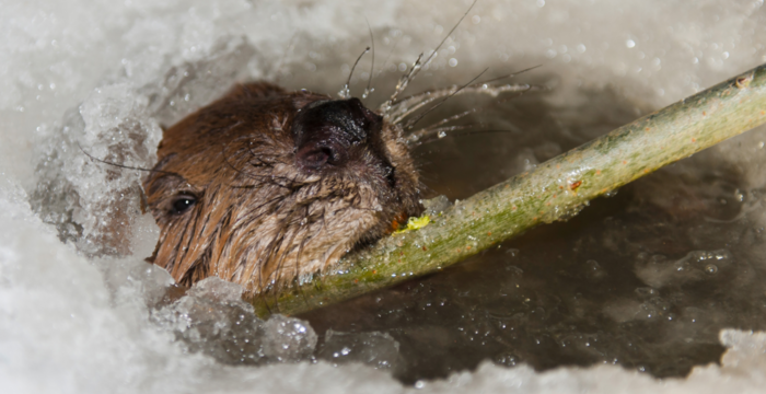 Biber Winter 
