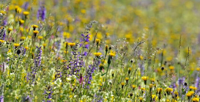 Blumenwiese in Ftan GR