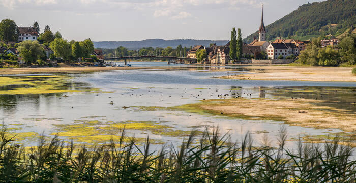 Der ausgetrocknete Rhein bei Stein am Rhein im Hitzesommer 2026
