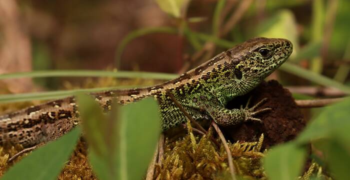 Lézard des souches