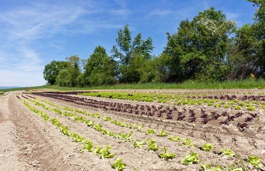 Hecke in der Landwirtschaftfläche als ökologischer Ausgleich