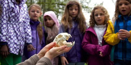 Kinder beim Bestaunen eines Raubtier-Schädels