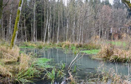 Ein kleiner Bibersee mitten im Wald