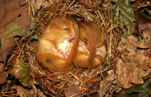 Zwei Haselmäuschen im Nest