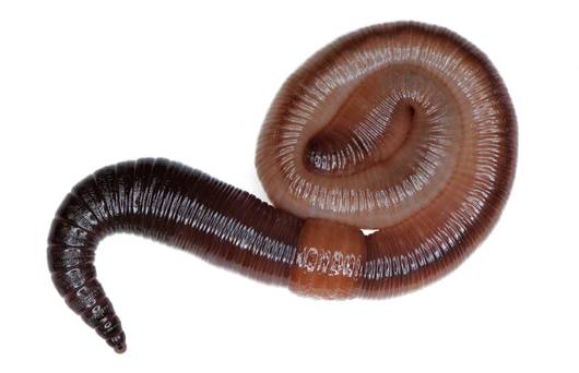 Lombrico col clitello, il rigon-fiamento con gli organi sessuali, e la parte anteriore pigmentata © Heidi & Hans-Jürgen Koch / Pro Natura