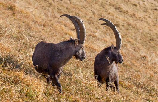 Steinbock am Augstmatthorn