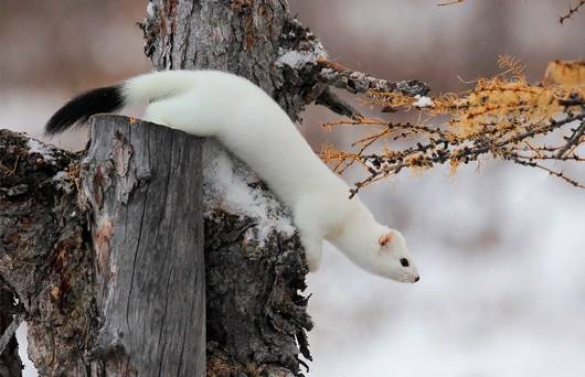 Im Winter trägt das Hermelin ein weisses Fell