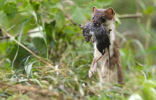 Une hermine ramène sa proie dans un endroit sûr