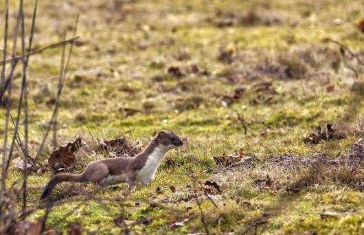 Les hermines se déplacent généralement par sauts en courbant fortement le dos