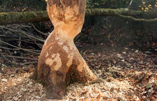 Ein vom Biber angenagter Baum