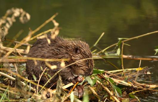 Biber beim Fressen © Maurice Robadey