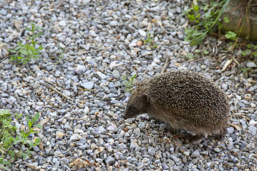 Igel auf Kiesweg