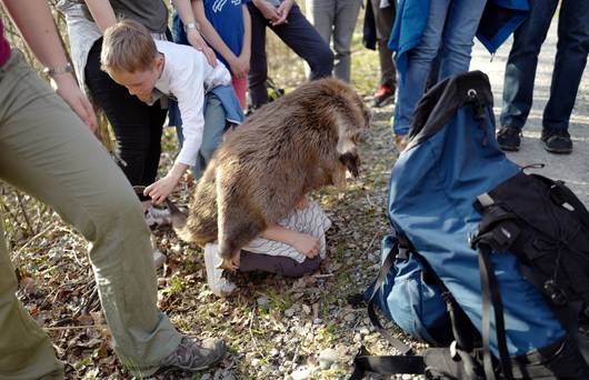 Un arbre abattu par un castor