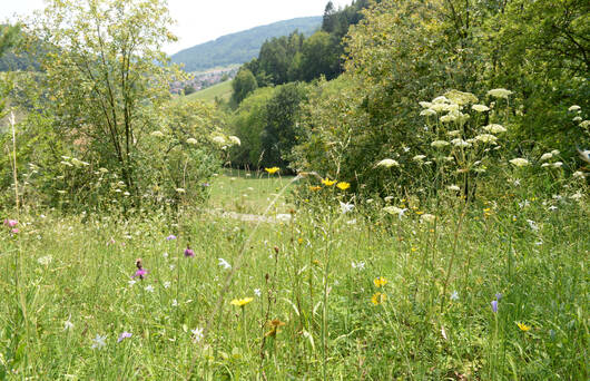 Magerwiese im SChutzgebiet Laadel © feldbotanik.ch Wolfgang Bischoff