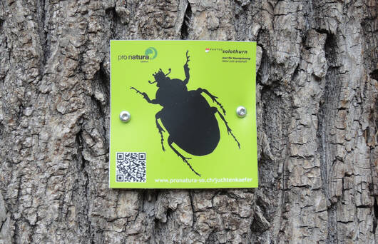 Schild Käferbaum © Pro Natura Solothurn