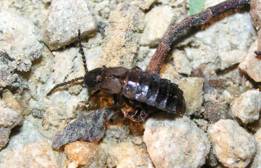 luciole à ailes courtes