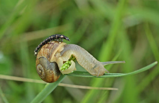 Glühwürmchen Larve und Schnecke