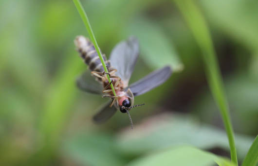 Tier Des Jahres 2019 Das Gluhwurmchen Pro Natura