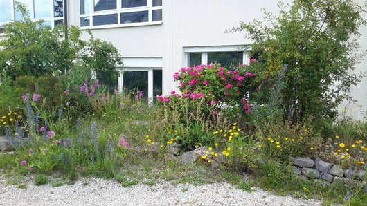 Garten mit natürlicher Pflanzenhecke und Steinmauer.