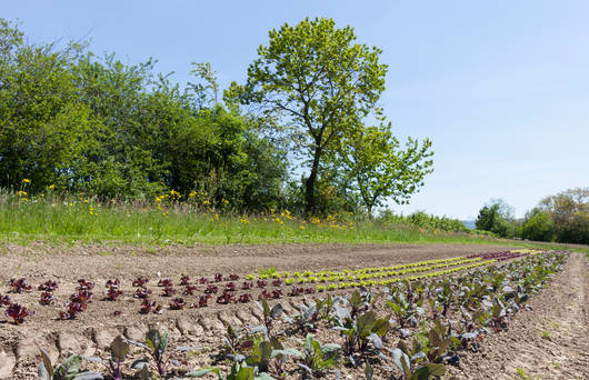 Gemüsebeet biodynamischer Hof Iffwil © Matthias Sorg
