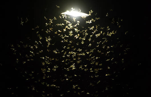Schmetterlinge im Dunkeln fliegen zu einer Lichtquelle