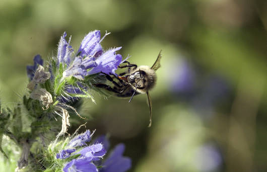 Une abeille sur une fleur