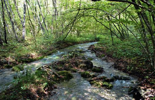 Kleiner Bach fleisst durch ein Waldgebiet ©Shutterstock/Matteo Fes