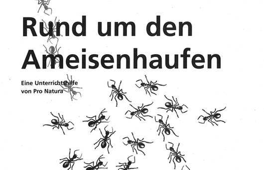 Unterrichtshilfe Waldameise © Pro Natura
