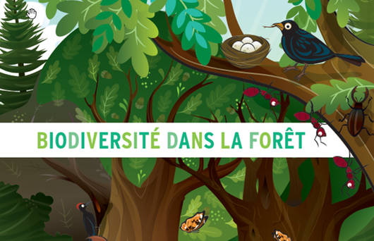 Dossier pédagogique «Biodiversité dans la forêt»