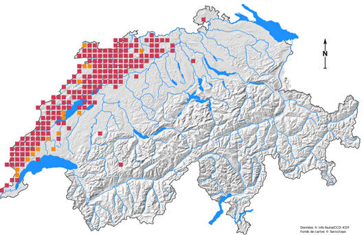 Verbreitungskarte Wildkatze Schweiz