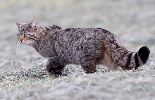 Wildkatze im Heu (© Fabrice Cahez)