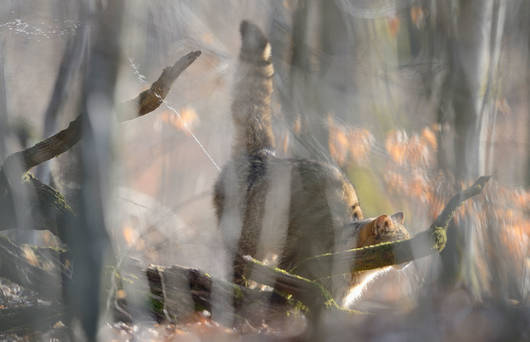 Wildkatze markiert mit Urin (© Fabrice Cahez)
