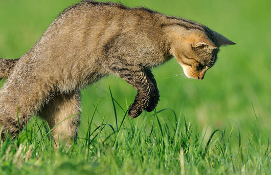 Wildkatze auf Mäusejagd (© Fabrice Cahez)