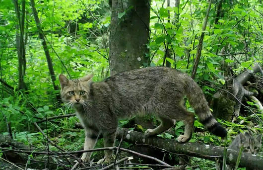 Pendant 2000 ans en Europe, chats sauvages et chats domestiques se sont  évités - Sciences et Avenir