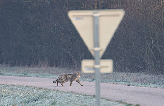 Wildkatze überquert Strasse (© Fabrice Cahez)
