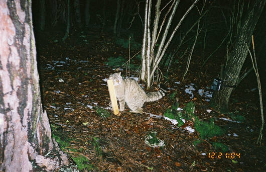 Wildkatze an Lockstock  (© Darius Weber)