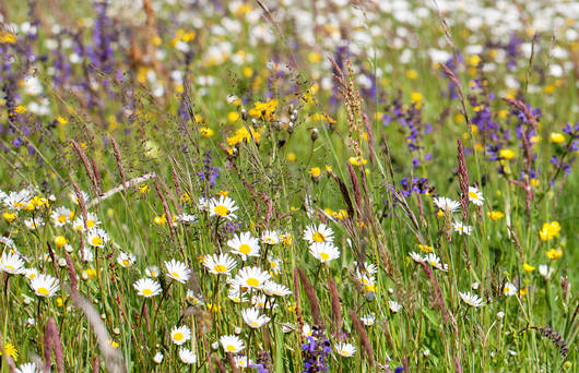 Blumenwiesen bietet Nahrung