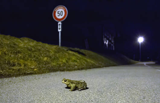 Erdkröte unterwegs auf Strasse © Matthias Sorg