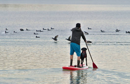 Mann steht mit Hund auf einem Board und beobachtet ruhig die Vögel aus Distanz © Reinhold Wick
