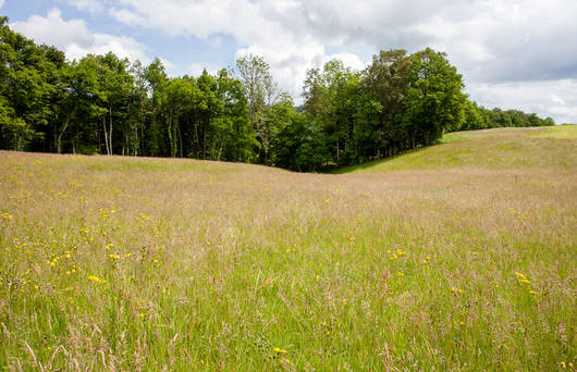 Grüne Wiese am Waldrand