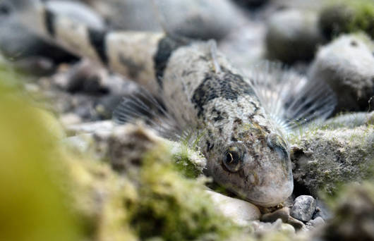 Roi du Doubs © Biosphoto/Yannick Goughenheim