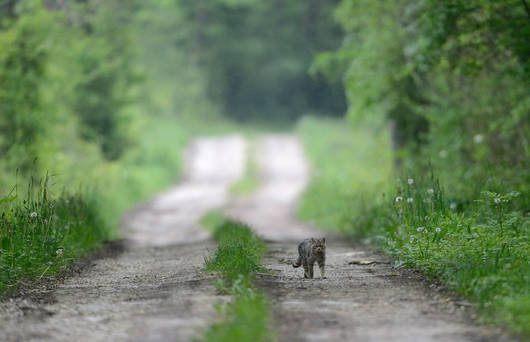 Wildkatze auf Waldweg