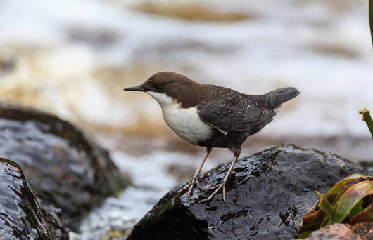 Wasseramsel am Bach